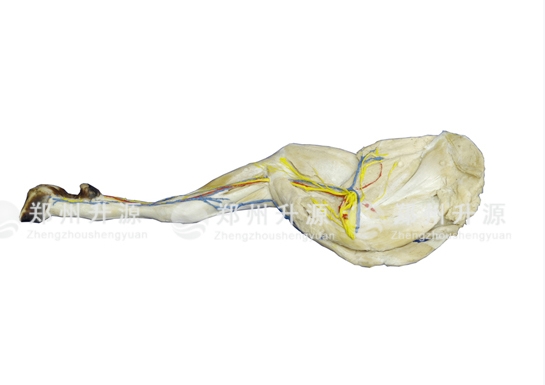 羊后肢解剖標本