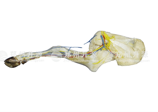 羊前肢解剖標本
