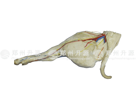 豬后肢局解標本