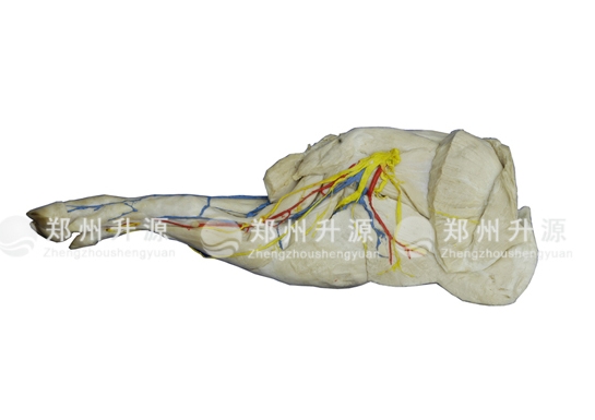 豬前肢局解標本