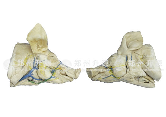 豬頭頸深層、淺層解剖標本
