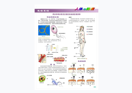 免疫系統