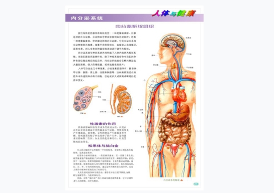 內分泌系統