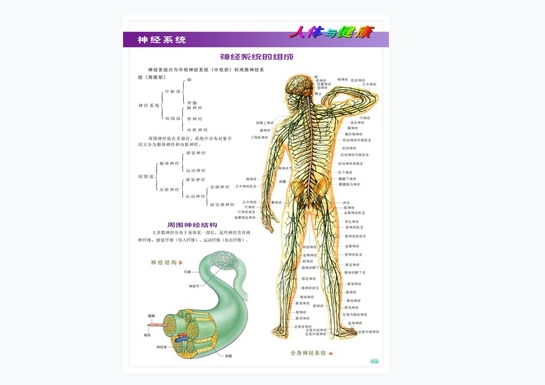 神經(jīng)系統