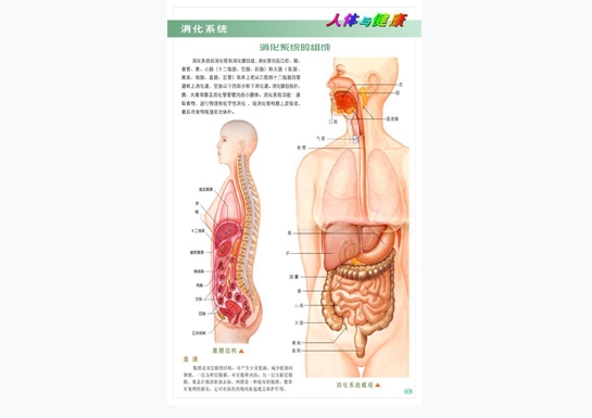 消化系統