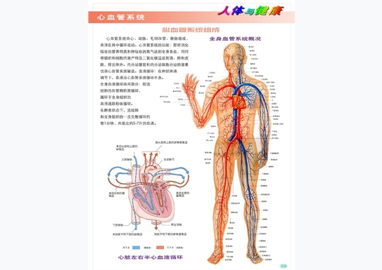 心血管系統