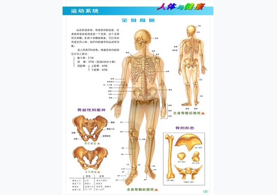 運動(dòng)系統