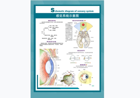 感覺(jué)系統