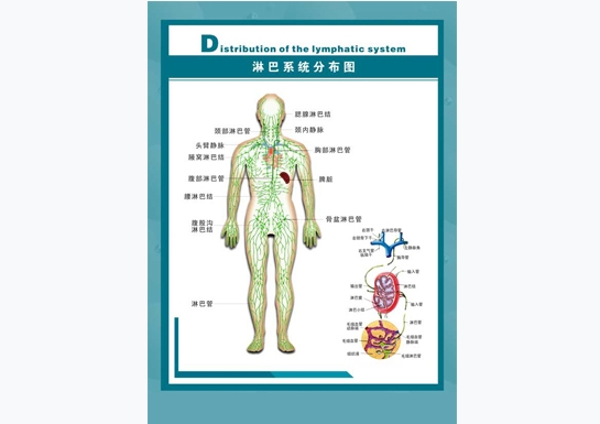 淋巴系統